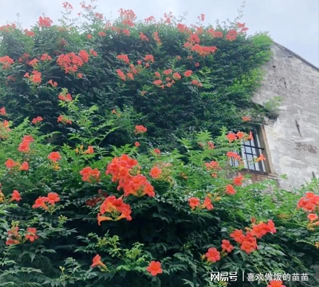 花少5，戒斷與探索自然美景的奇妙旅程
