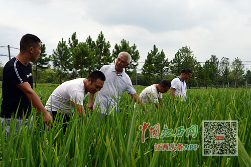 種好改革開放試驗田，變化的力量與自信的種子在行動