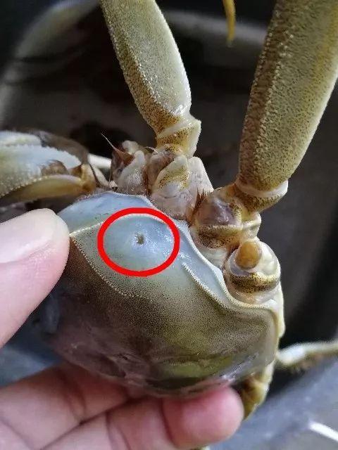 螃蟹小孔注水謠言背后的真相與成長力量探索