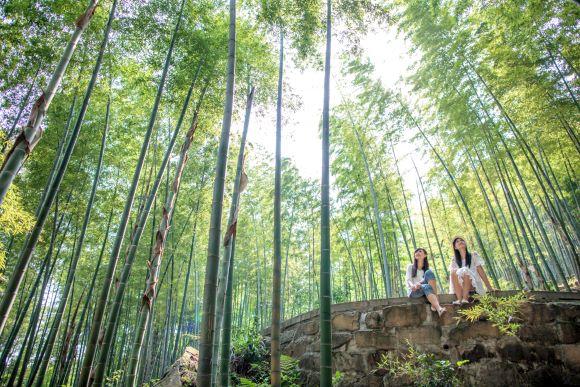 永川茶竹網最新招聘啟事，探索自然美景之旅，尋找內心平靜的你！