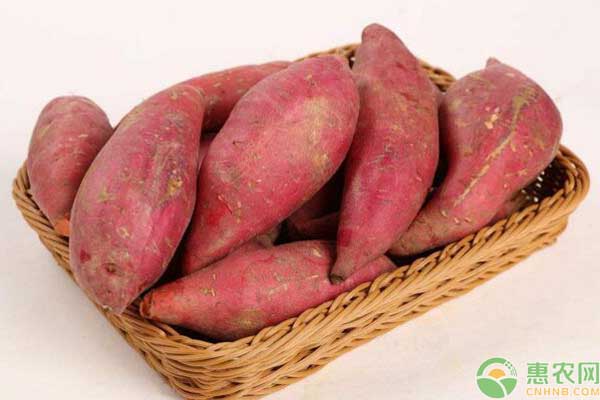 河北紅薯價(jià)格最新動(dòng)態(tài)更新
