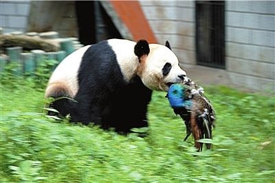 武漢動物園最新動態(tài)揭秘，小巷深處的特色小店探索之旅