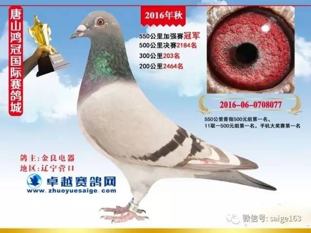 唐山鴻冠公棚最新公告揭秘，小巷深處的獨特風味等你來探秘！
