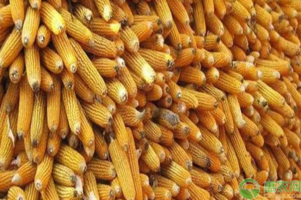 最新玉米收購價格,最新玉米收購價格大揭秘????