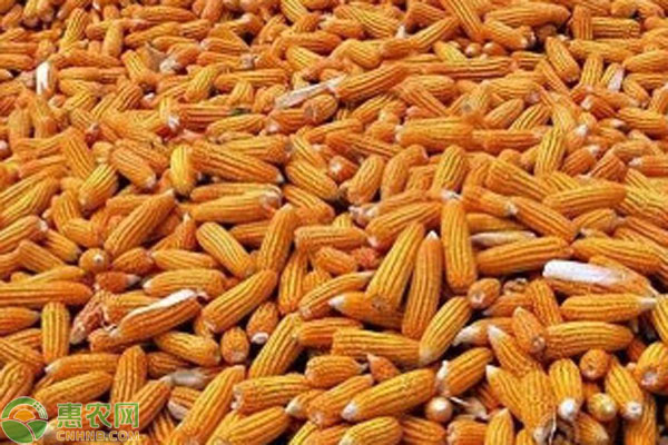 河北玉米價(jià)格最新行情及分析概覽