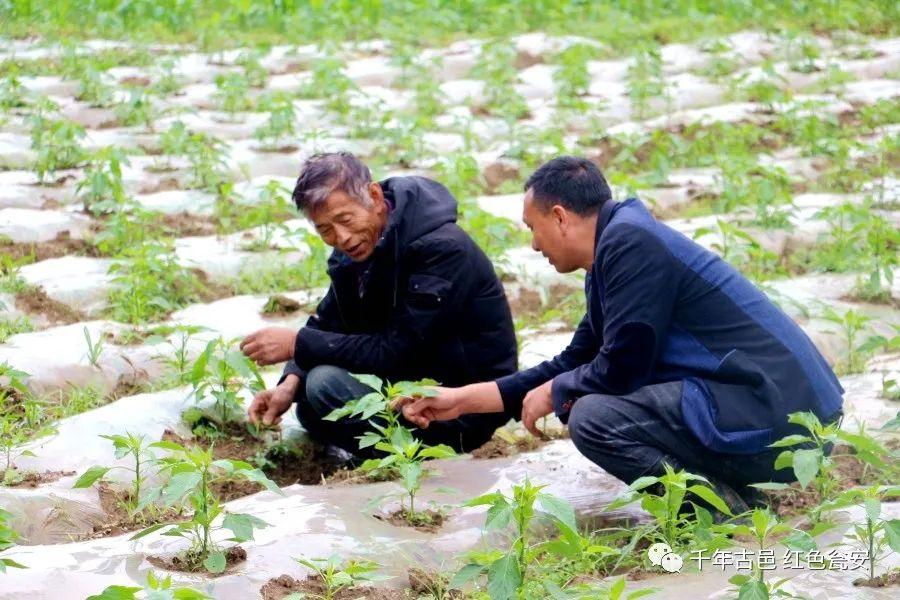 玉山人才網最新招聘啟航，探索自然美景，尋找內心平和之旅