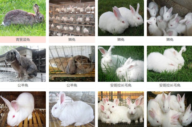 兔子行情市場最新價格更新??