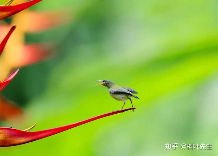 風(fēng)吟鳥(niǎo)唱最新流出，與自然美景的邂逅，探尋內(nèi)心平靜之旅
