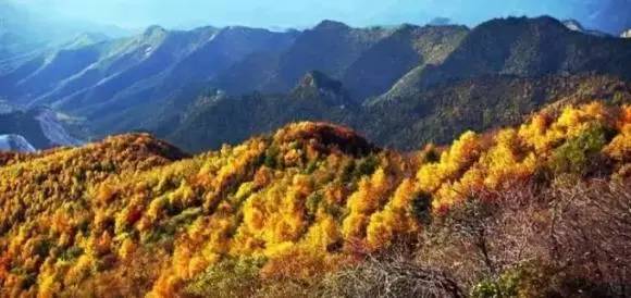 安微黃豆最新價格行情與探索自然美景之旅