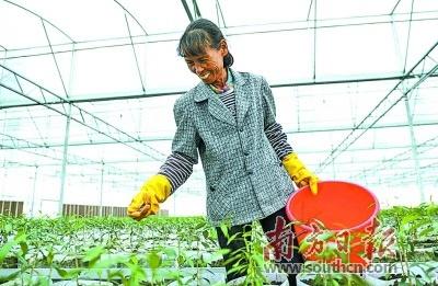 廉江市最新規劃圖，引領您走進自然美景的探索之旅