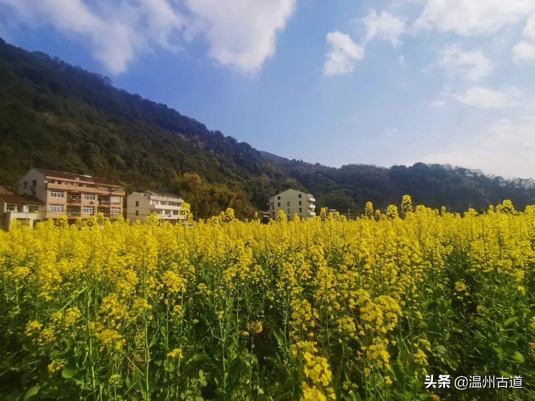 永嘉最新鄉(xiāng)鎮(zhèn)生活，溫馨日常的點(diǎn)滴記錄