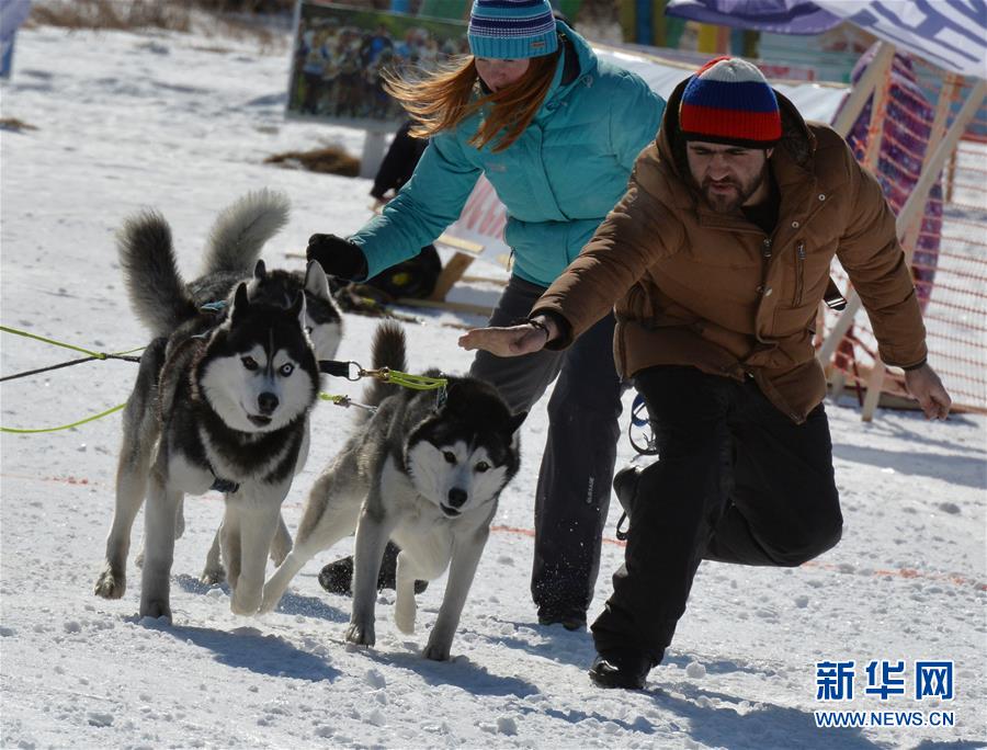 雪地上的速度與激情，狗拉雪橇比賽的勵志故事
