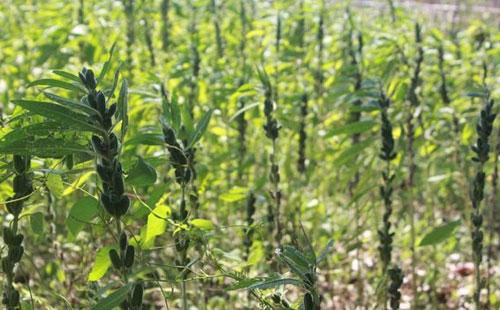 湖北芝麻最新價格與科技革新，芝麻雖小，潛力巨大