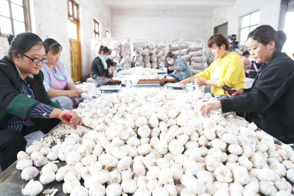 邳州大蒜最新價格行情及分析概述