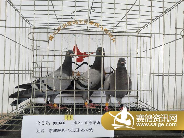 東山公棚最新動態(tài)揭秘，現(xiàn)代化公棚的面紗揭曉