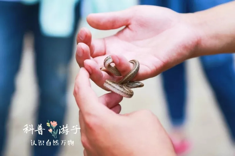 射蓬路西充段最新動(dòng)態(tài)揭秘，自然美景探索之旅啟程
