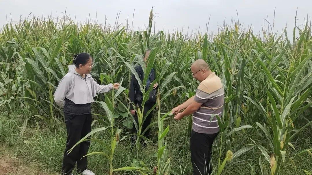 江西省最新病蟲情報，挑戰與機遇并存，自信與成就展現力量