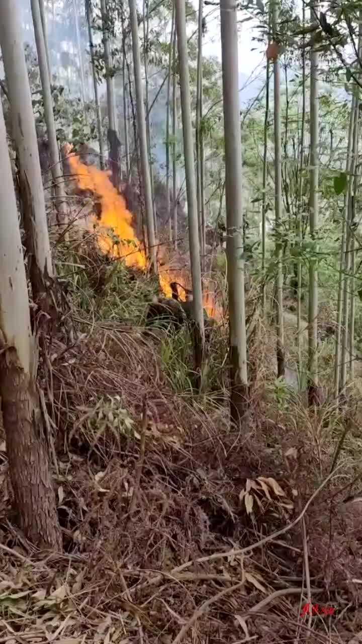 廣西金城江最新動態閃耀揭曉！