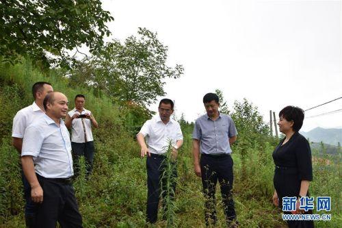 青川青青溪，自然美景探索之旅，心靈洗滌與覺醒的最新消息